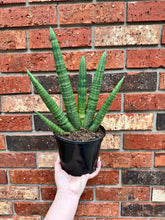 Load image into Gallery viewer, Sansevieria Starfish 6”
