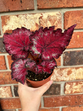 Load image into Gallery viewer, 4" Begonia Harmony’s Holly Jolly Christmas
