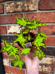 Begonia “Phoe’s Cleo” 4”