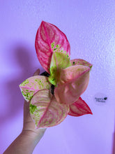 Load image into Gallery viewer, Aglaonema Pink Emerald 4”
