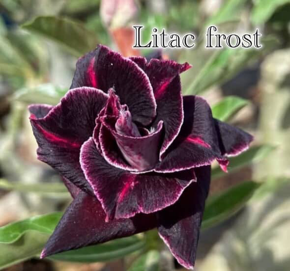 Adenium Desert Roses “Lilac Frost”
