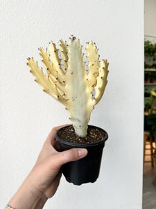 Ghost Cactus 4”