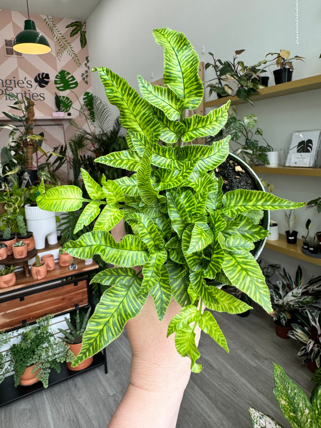 Golden Zebrina Fern 4”