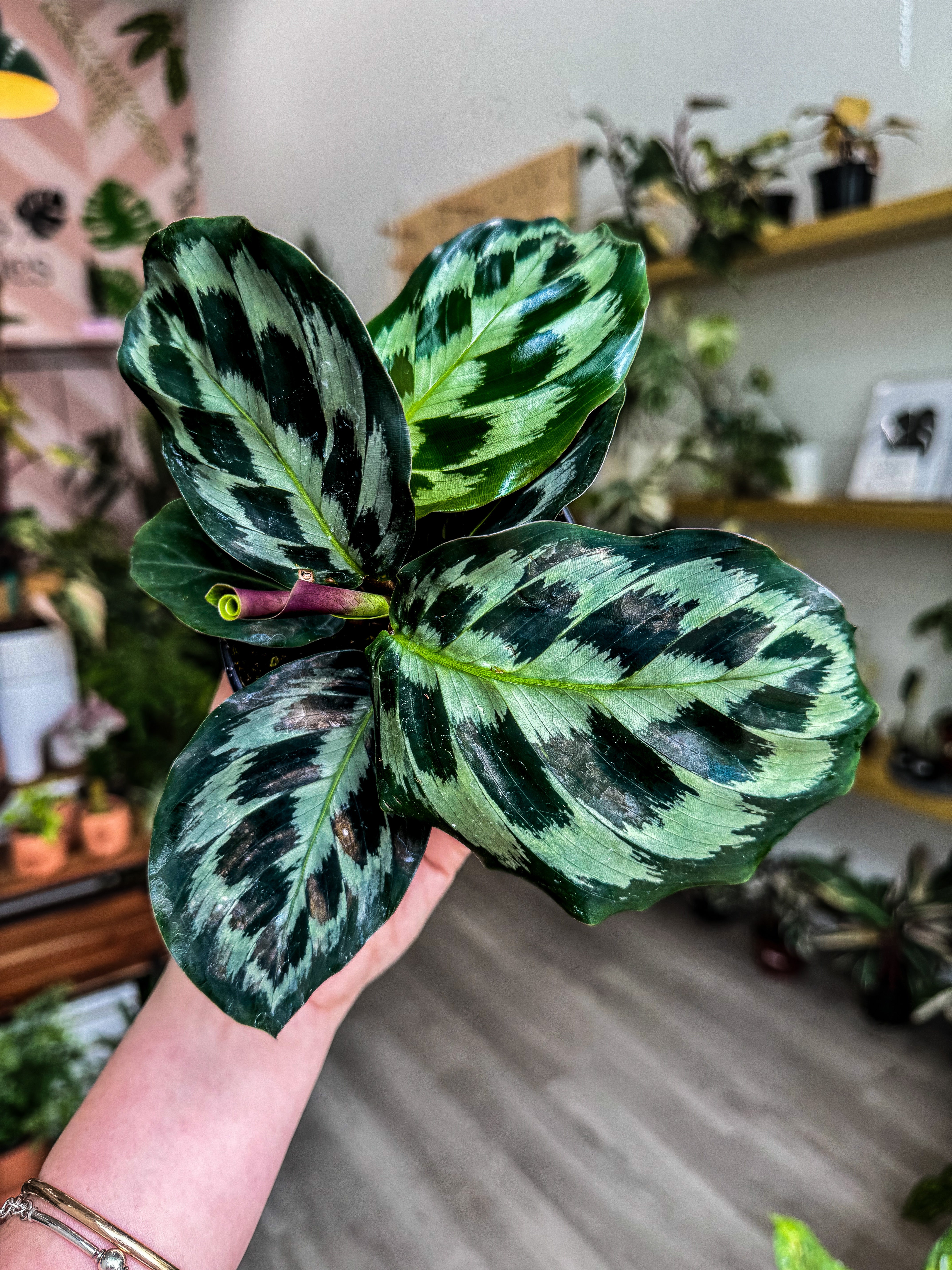 calathea kennedy Calathea 4” Helen Kennedy