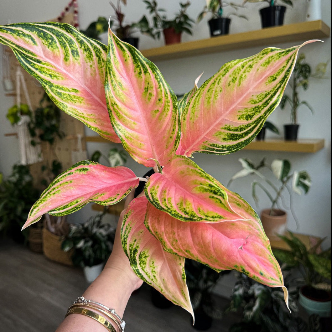 Aglaonema Pink Panama 4”