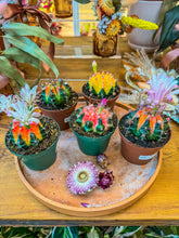 Load image into Gallery viewer, Color Ball Cacti, 4”
