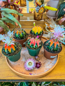 Color Ball Cacti, 4”