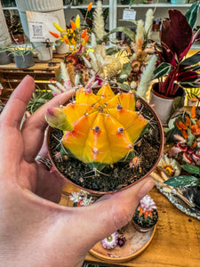 Color Ball Cacti, 4”