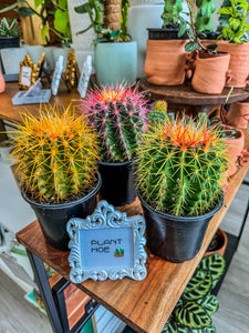 Rainbow Cactus, 4” Plant