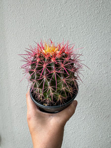 Rainbow Cactus, 4” Plant