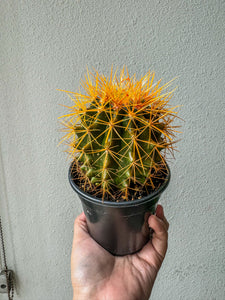 Rainbow Cactus, 4” Plant