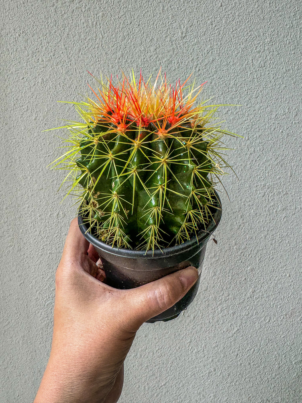 Rainbow Cactus, 4” Plant