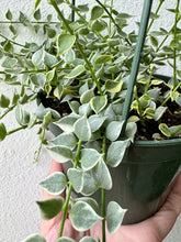 Load image into Gallery viewer, Dischidia Ruscifolia Variegated &quot;Million Hearts&quot;, 4.5” Pot
