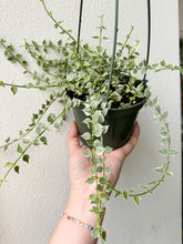 Load image into Gallery viewer, Dischidia Ruscifolia Variegated &quot;Million Hearts&quot;, 4.5” Pot
