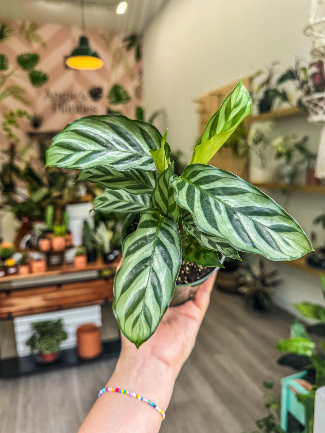 Calathea Concinna 