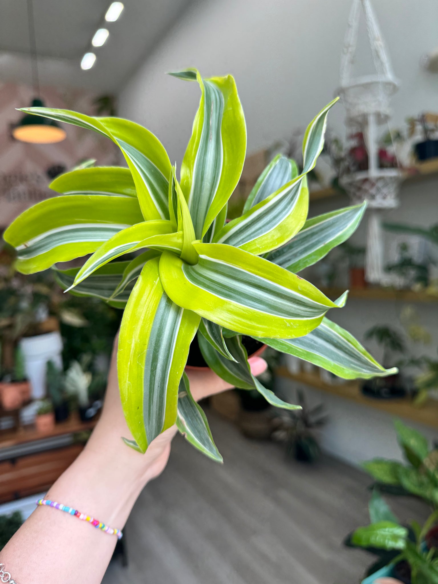 dracaena flowering 4 in. Pot Lemon Surprise Dracaena, Live Potted Tropical Plant (1-Pack)