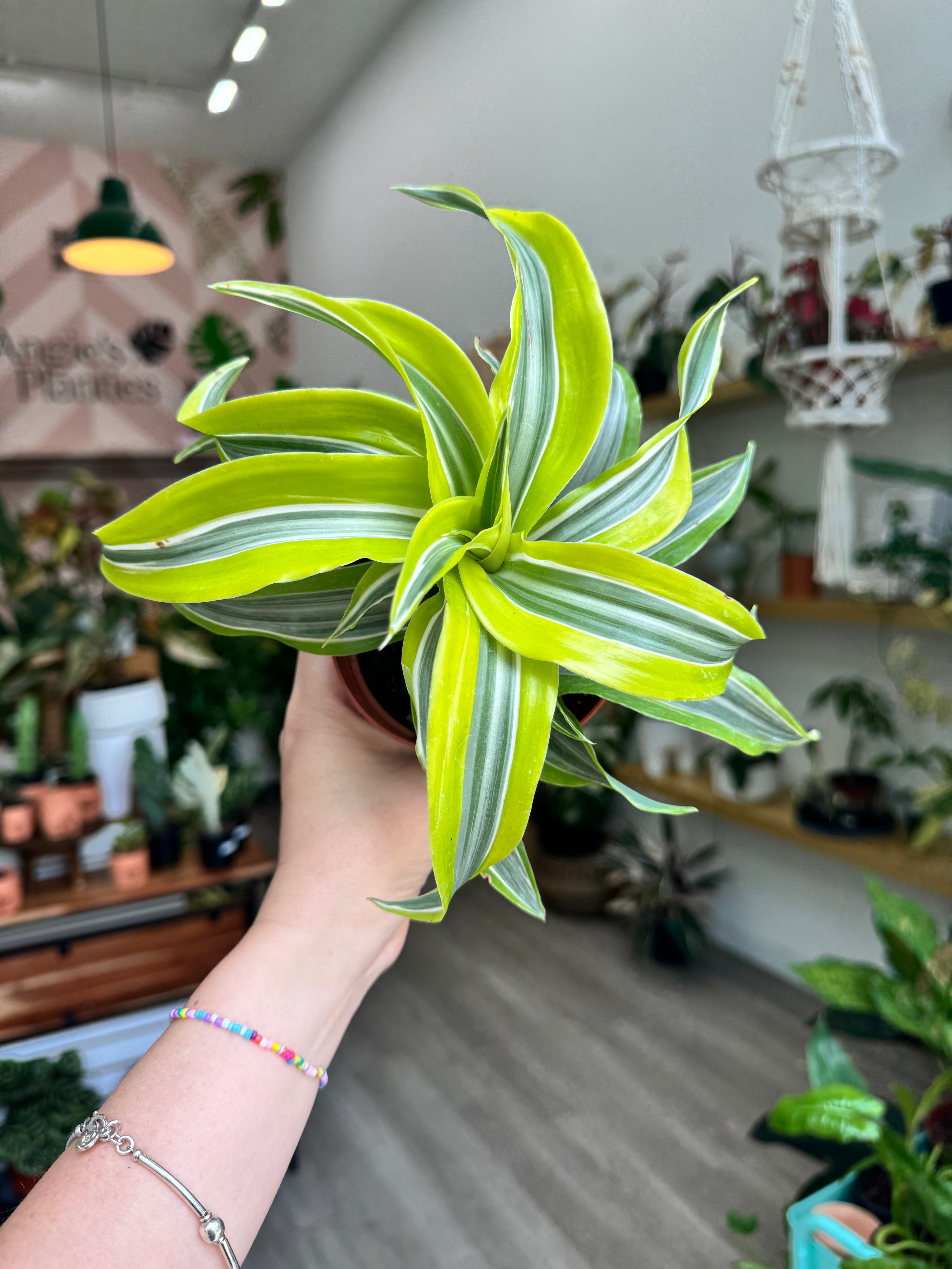 dracaena white surprise 4 in. Pot Lemon Surprise Dracaena, Live Potted Tropical Plant (1-Pack)