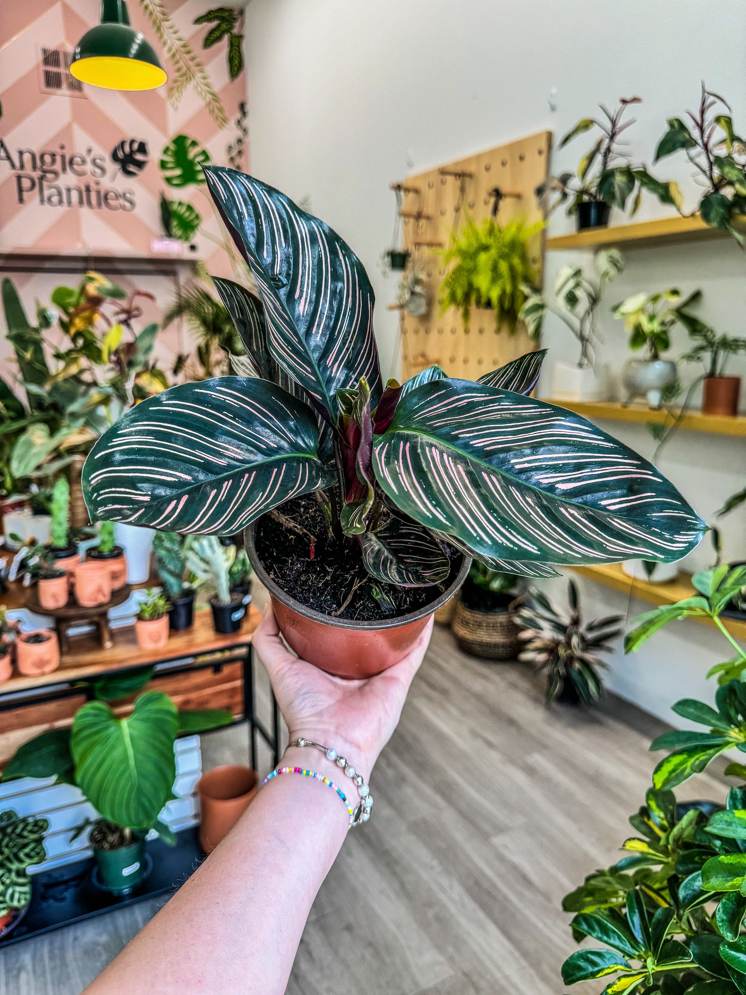striped house plant Pin Stripe Calathea - Live Plant in a 6 Inch Pot - Calathea Ornata