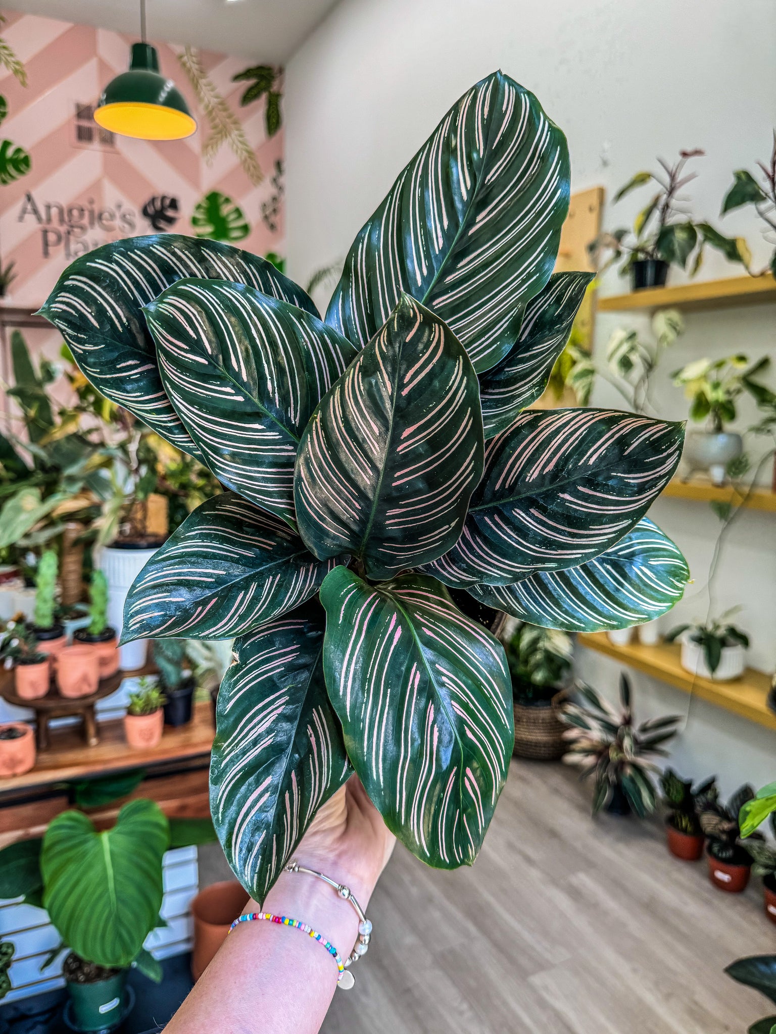 calathea ornata pinstripe prayer plant 6" Calathea Ornata "Pin Stripe" – Angie's Planties
