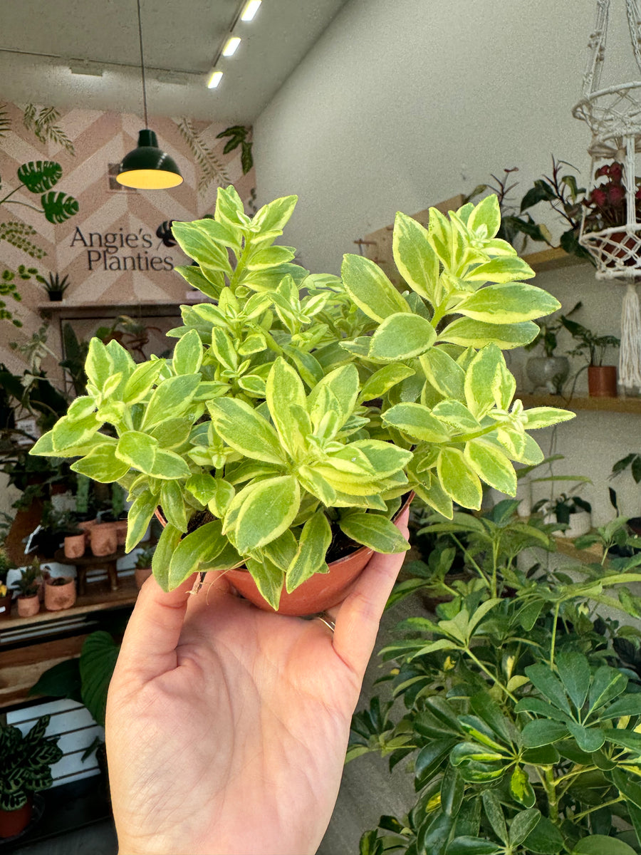 Lipstick Plant Bolero Bolero Bicolor, 4” Pot – Angie's Planties