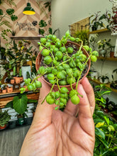 Load image into Gallery viewer, String of Pearls, 2” Pot
