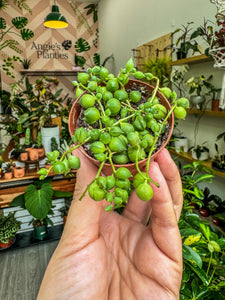 String of Pearls, 2” Pot