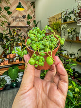 Load image into Gallery viewer, String of Pearls, 2” Pot
