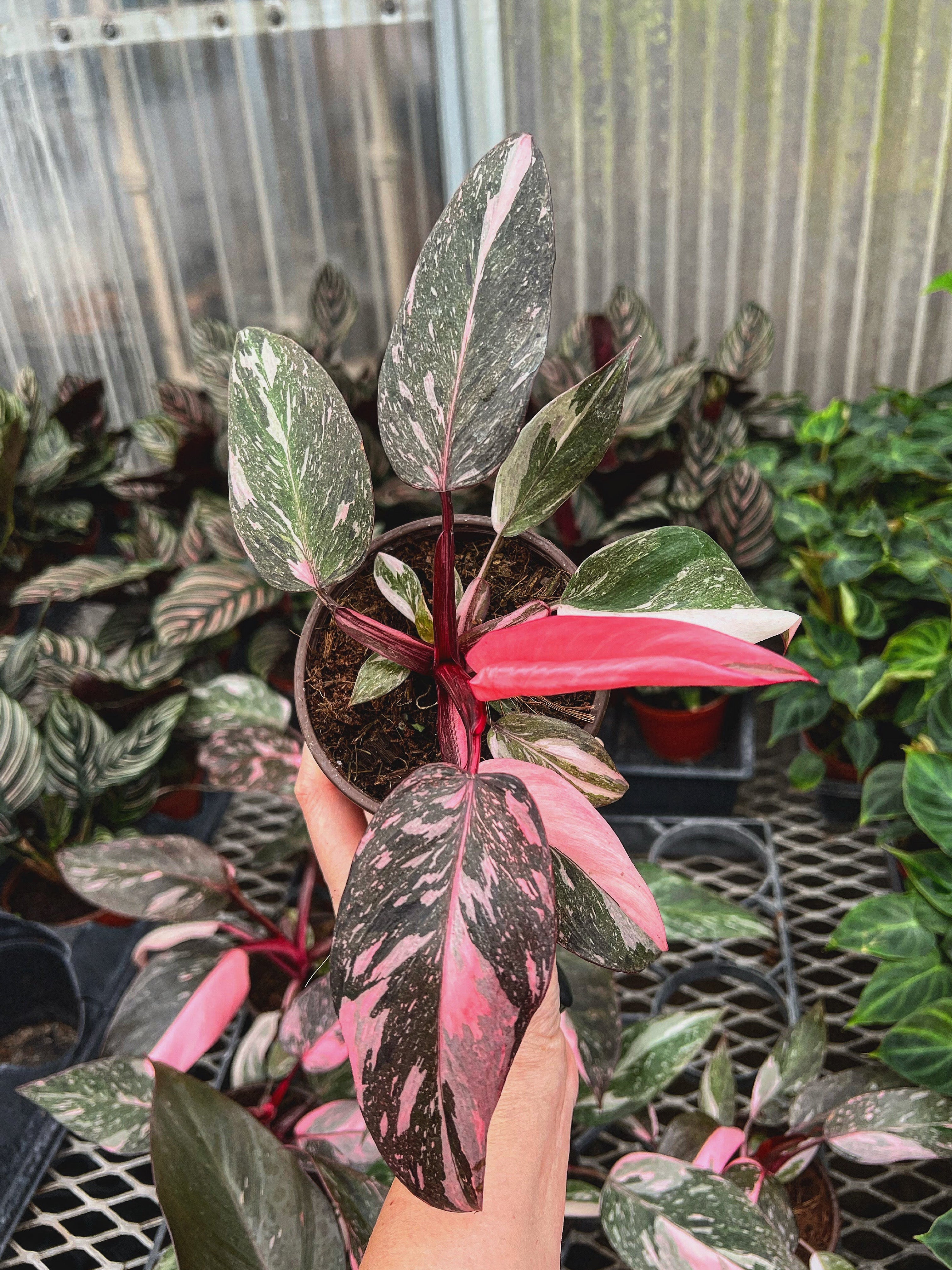 Philodendron Pink Princess Marbled – Angie's Planties