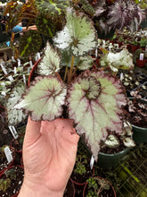 Load image into Gallery viewer, 4&quot; Begonia Rex “Harmony’s Mellow Yellow”
