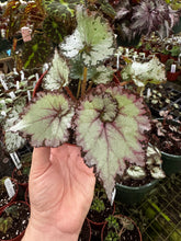 Load image into Gallery viewer, 4&quot; Begonia Rex “Harmony’s Mellow Yellow”
