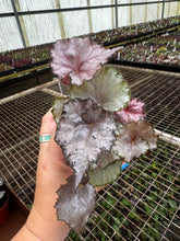 Load image into Gallery viewer, 4&quot; Begonia &#39;Dejah Thoris&#39;
