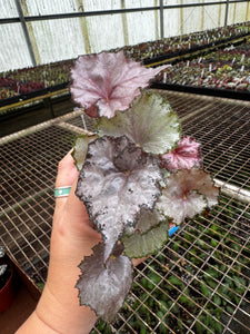 4" Begonia 'Dejah Thoris'