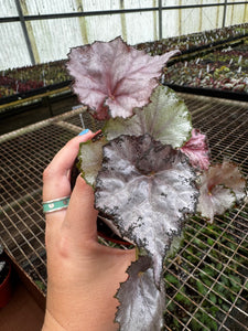 4" Begonia 'Dejah Thoris'