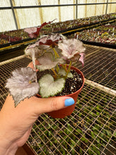 Load image into Gallery viewer, 4&quot; Begonia &#39;Dejah Thoris&#39;
