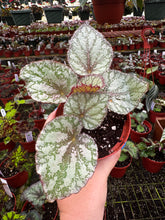 Load image into Gallery viewer, 4&quot; Begonia Rex “ Harmony’s Peace”

