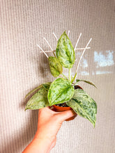 Load image into Gallery viewer, Scindapsus Peasun, actual plant
