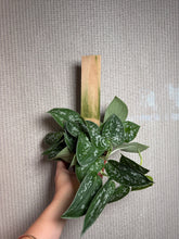 Load image into Gallery viewer, Scindapsus Silvery Ann TP 4”
