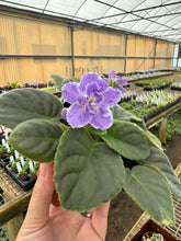 Load image into Gallery viewer, 4&quot;  African Violet &quot;AE Sharlene Fantasy&quot;
