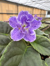 Load image into Gallery viewer, 4&quot;  African Violet &quot;AE Sharlene Fantasy&quot;
