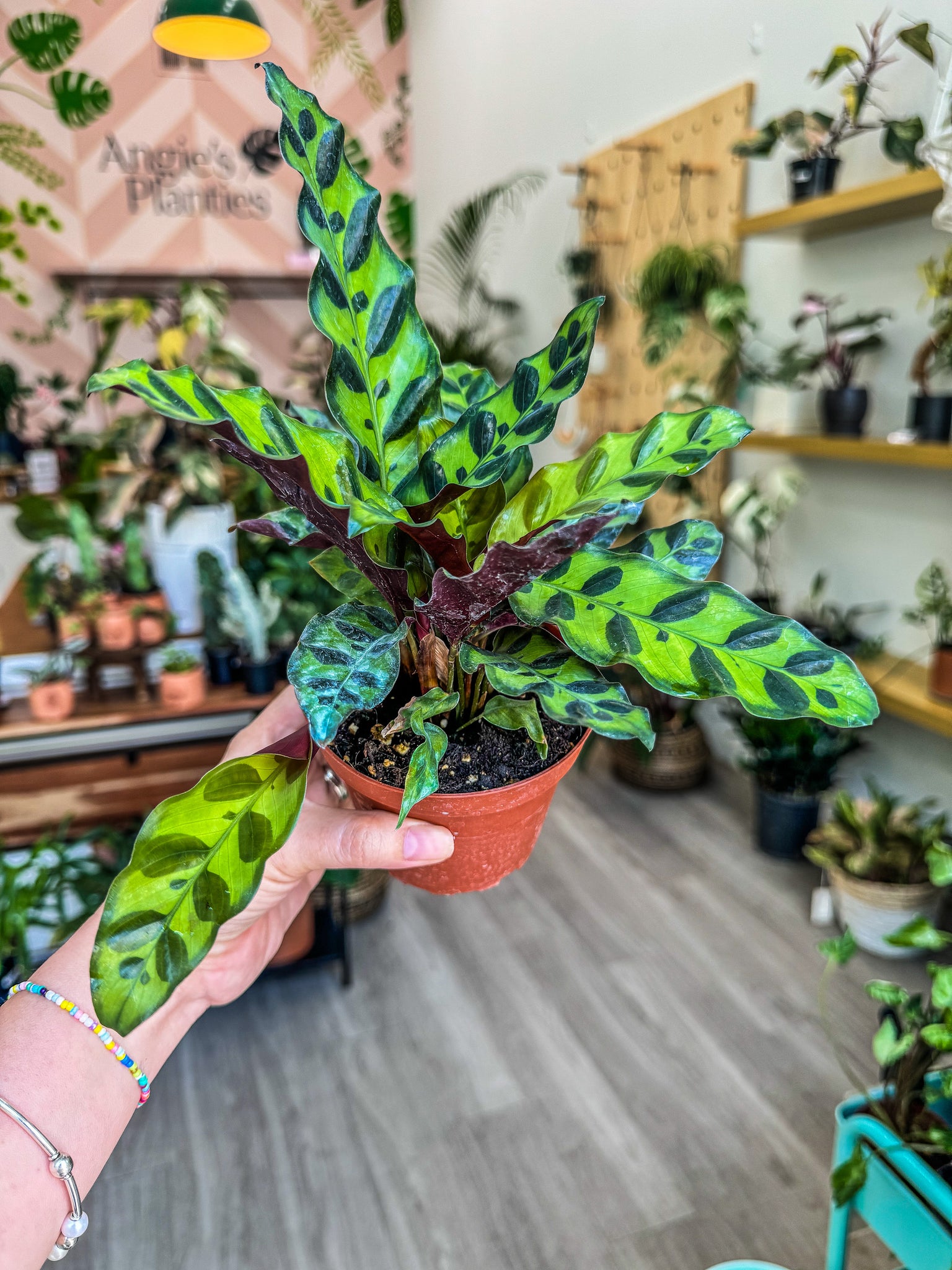 calathea plant seeds Calathea Lancifolia "Rattlesnake", 4” Pot – Angie's Planties