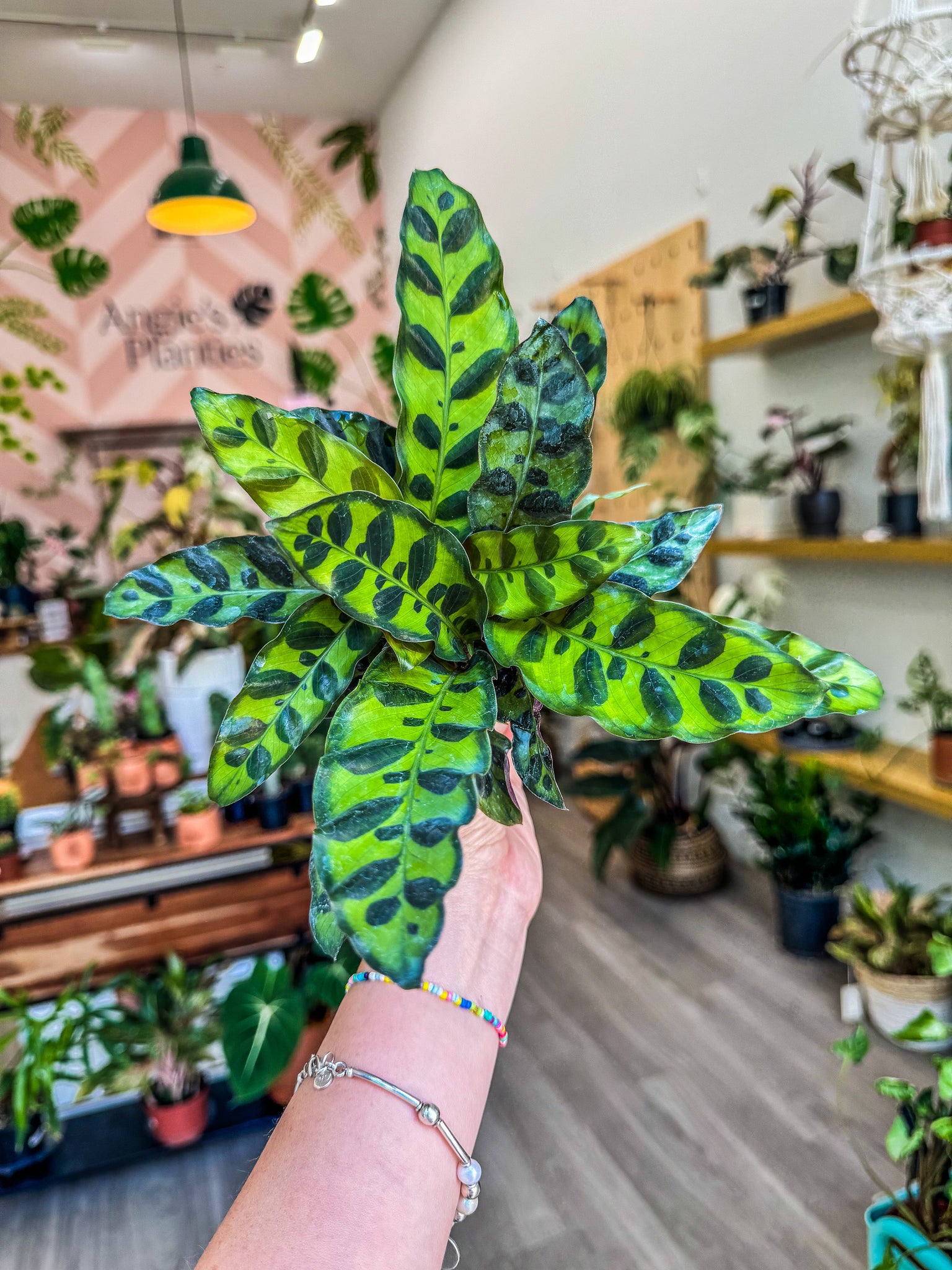 rattlesnake plant pot Calathea Lancifolia "Rattlesnake", 4” Pot