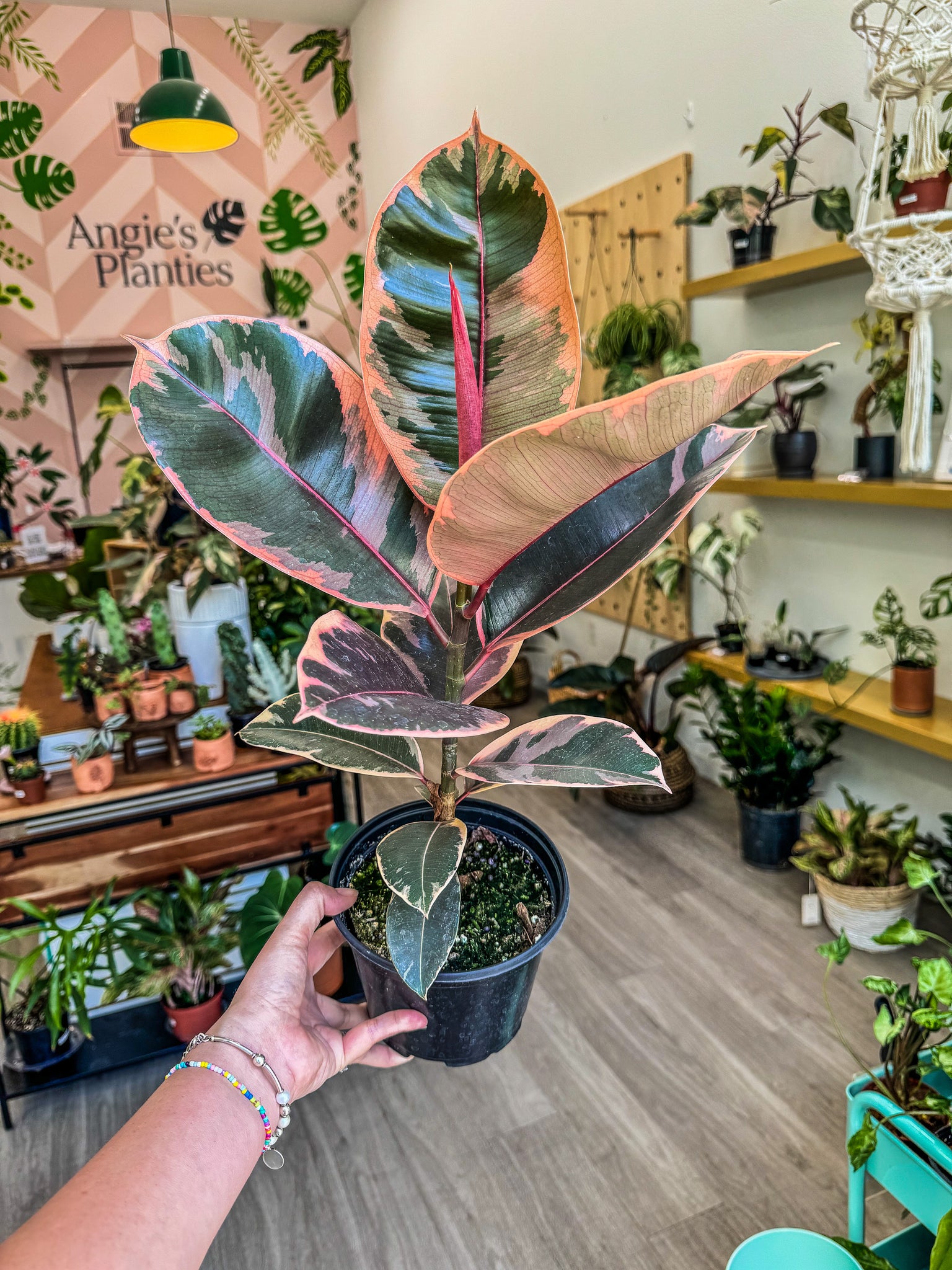 ruby plant indoor 6" Ficus Ruby – Angie's Planties