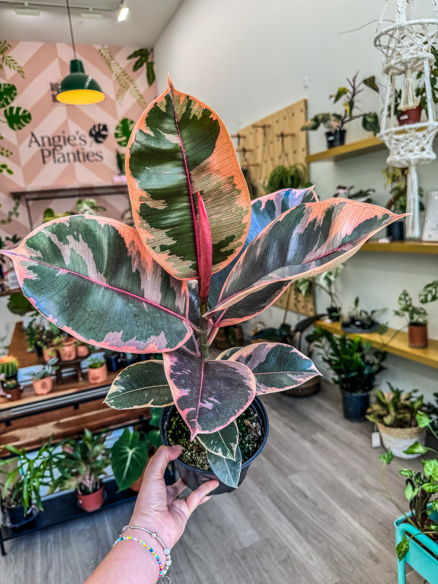 strawberry and cream rubber tree 6" Ficus Ruby – Angie's Planties