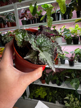 Load image into Gallery viewer, Begonia Rex &#39;Harmony&#39;s Dream Weaver&#39;  New Release
