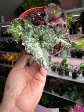Load image into Gallery viewer, Begonia Rex &#39;Harmony&#39;s Dream Weaver&#39;  New Release
