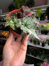 Load image into Gallery viewer, Begonia Rex &#39;Harmony&#39;s Dream Weaver&#39;  New Release
