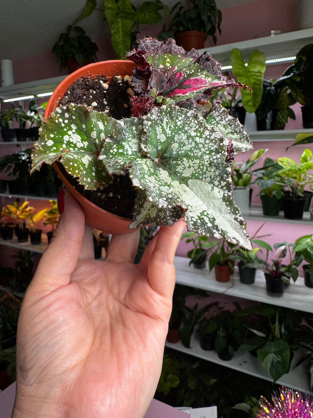 Begonia Rex 'Harmony's Dream Weaver'  New Release