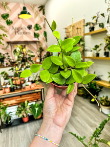 Hoya Chouke, 4” Pot