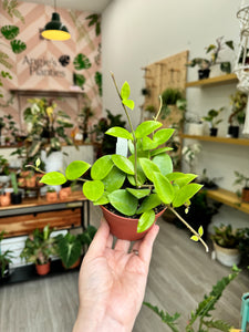 4 potted plants Hoya Chouke, 4” Pot – Angie's Planties