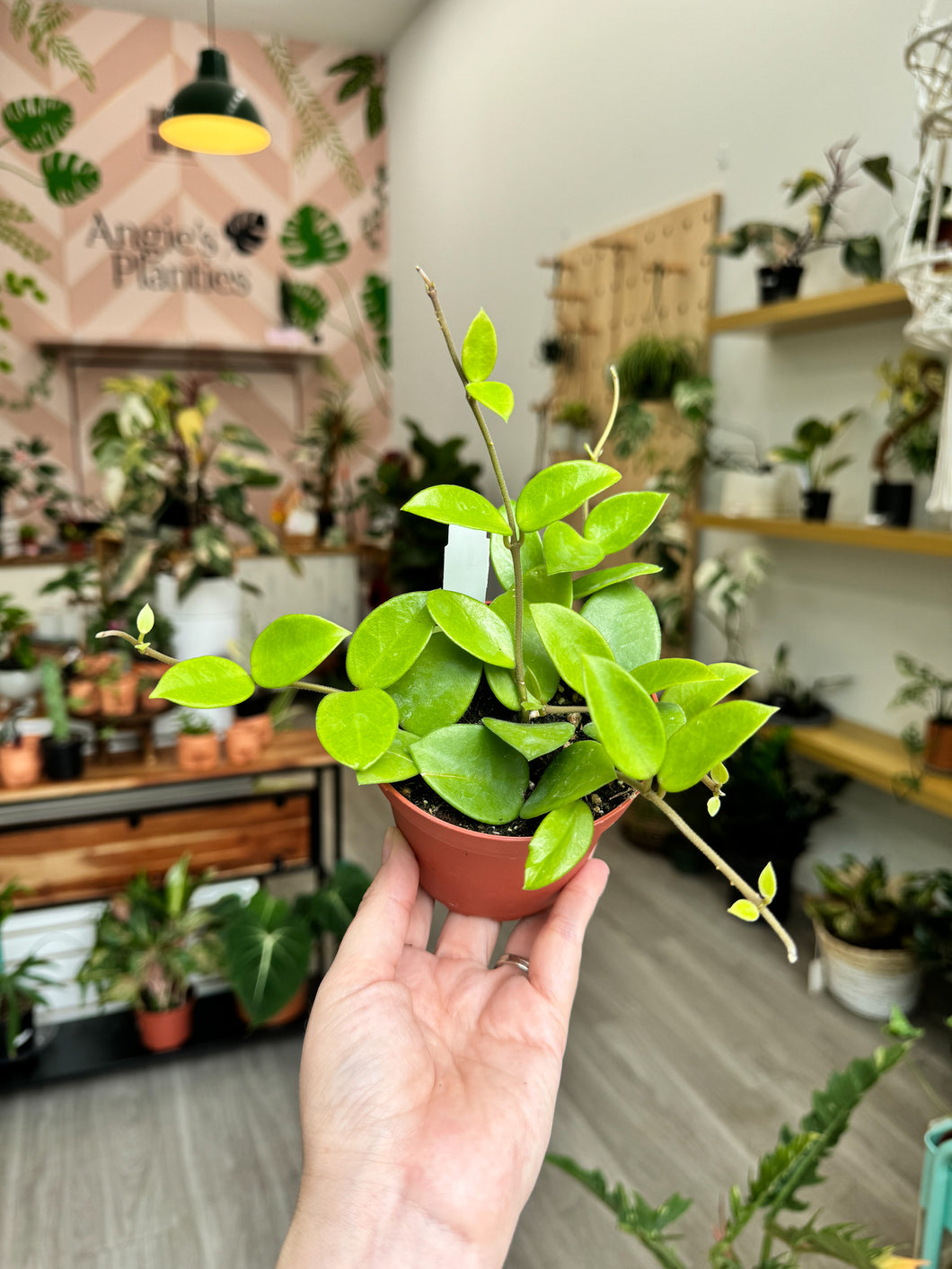 Hoya Chouke, 4” Pot